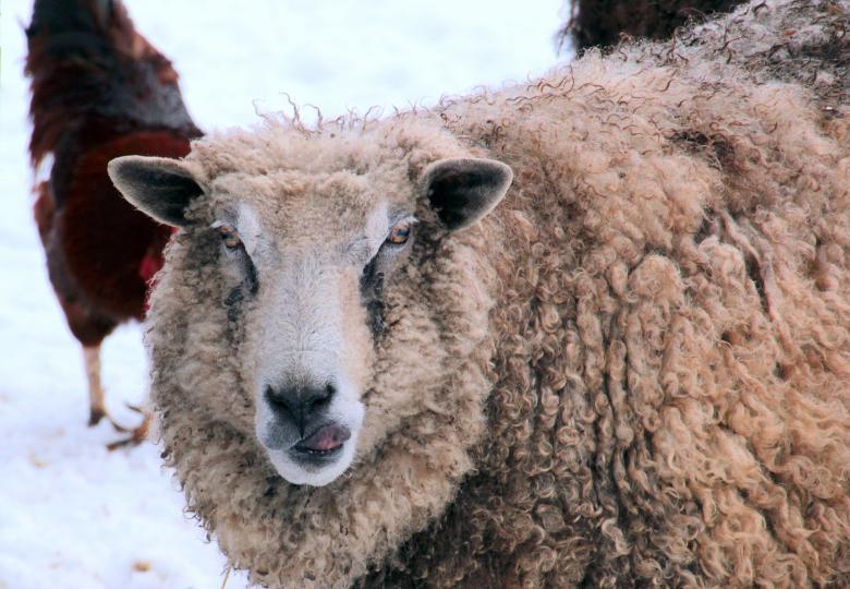 Free stock image of Wild Sheep created by Pixabay