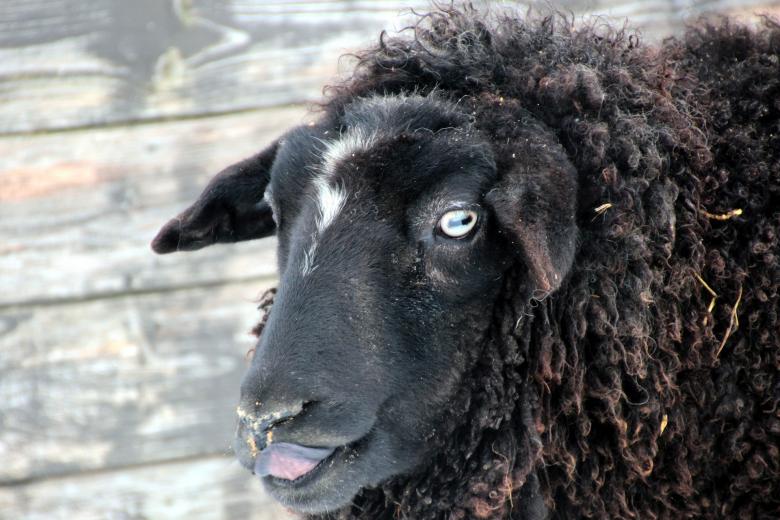 Free stock image of Wild Sheep created by Pixabay