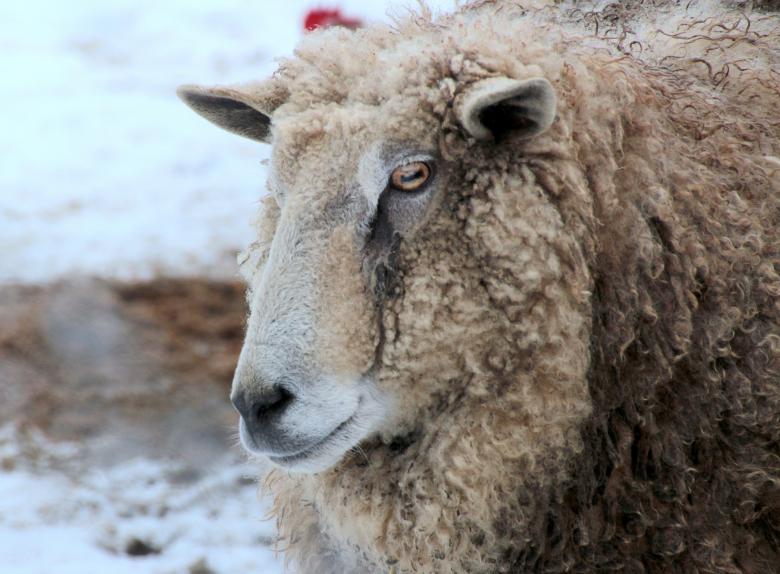 Free stock image of Wild Sheep created by Pixabay