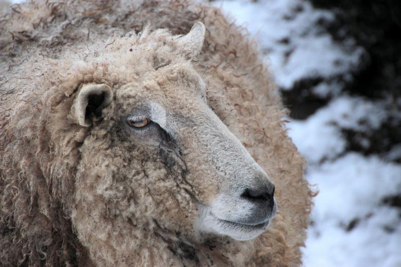 Free stock image of Wild Sheep created by Pixabay
