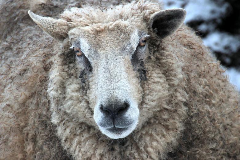 Free stock image of Wild Sheep created by Pixabay