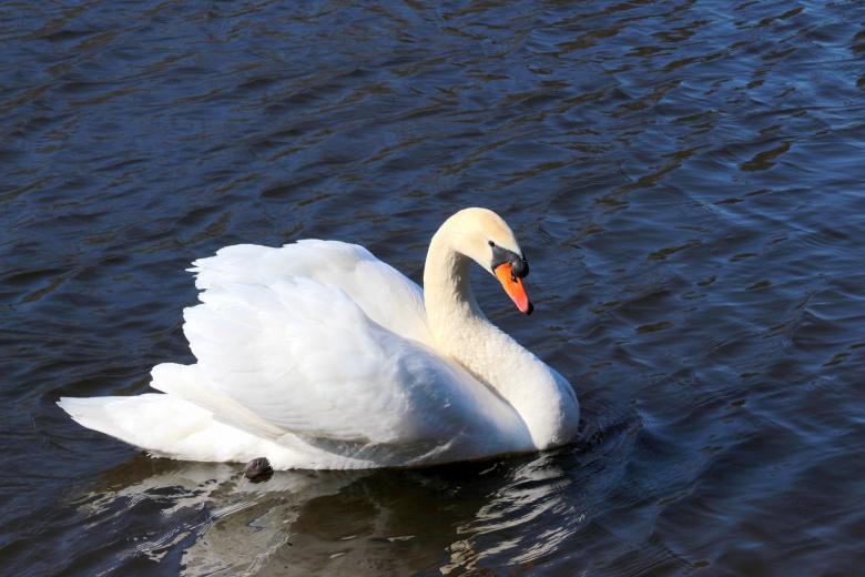 Free stock image of Swan in the Lake created by Pixabay