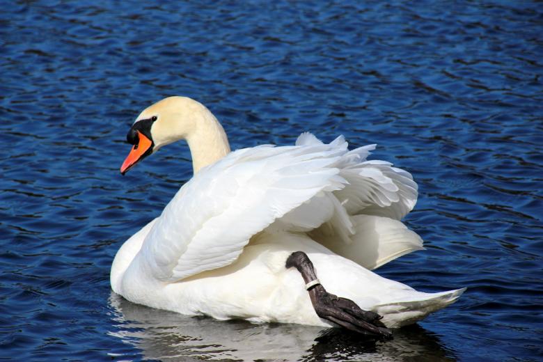 Free stock image of Swan in the Lake created by Pixabay