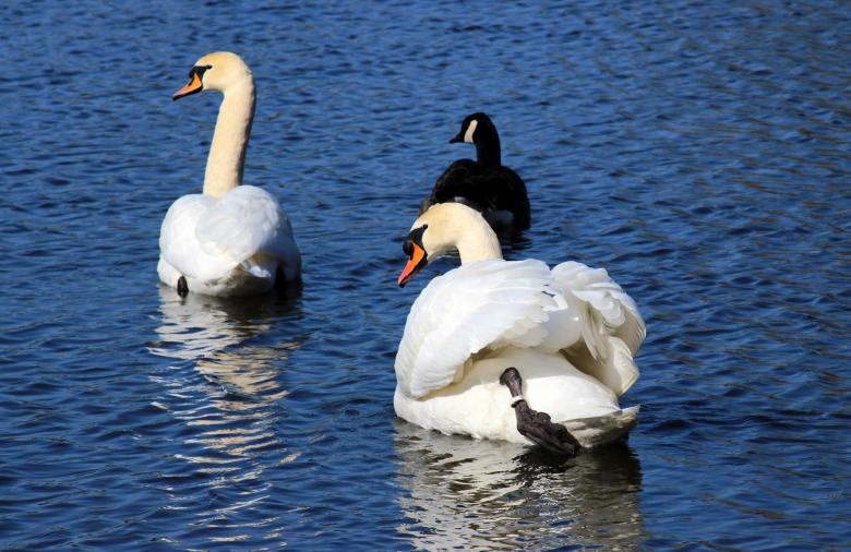 Free stock image of Swans in the Lake created by Pixabay