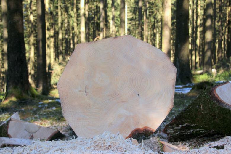Free stock image of Cutting Trees created by Pixabay