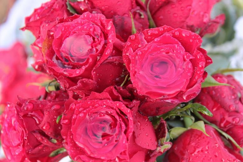 Free stock image of Bouquet of Roses created by Pixabay