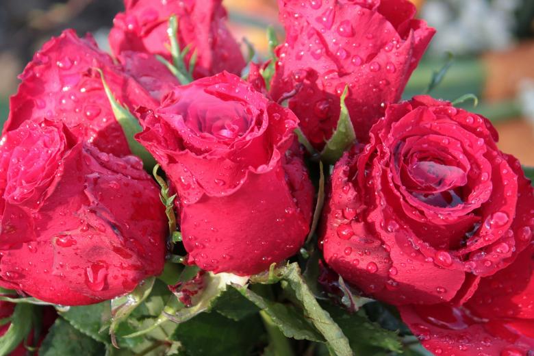 Free stock image of Bouquet of Roses created by Pixabay