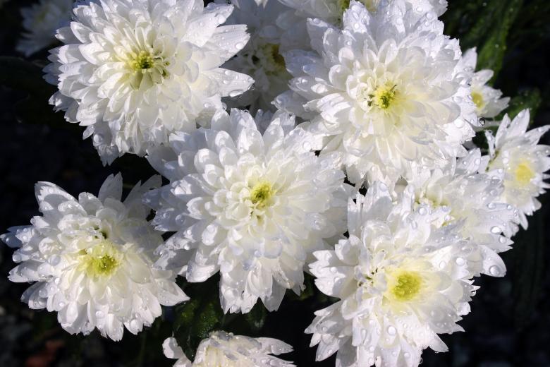 Free stock image of Fresh Chrysanthemums created by Pixabay