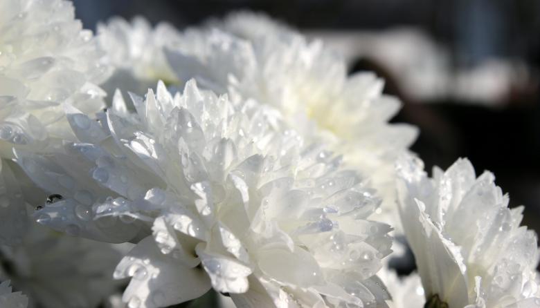 Free stock image of Fresh Chrysanthemums created by Pixabay