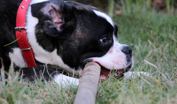 Free Stock Photo of Pet Dog