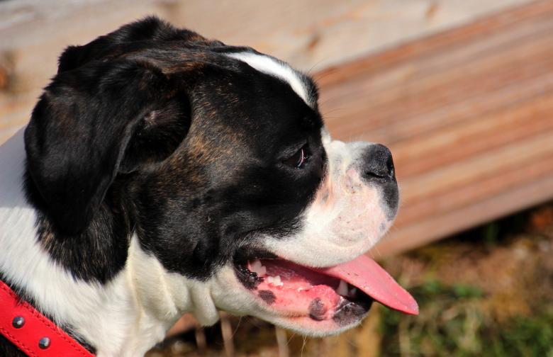 Free stock image of Pet Dog created by Pixabay