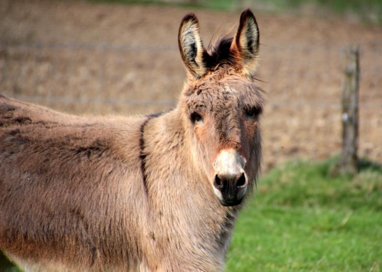 Free stock image of Donkeys in the Farm created by Pixabay