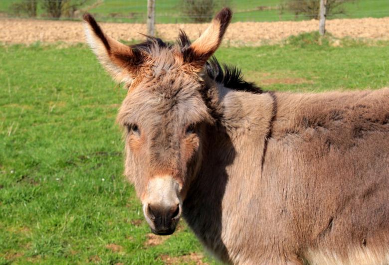 Free stock image of Donkeys in the Farm created by Pixabay