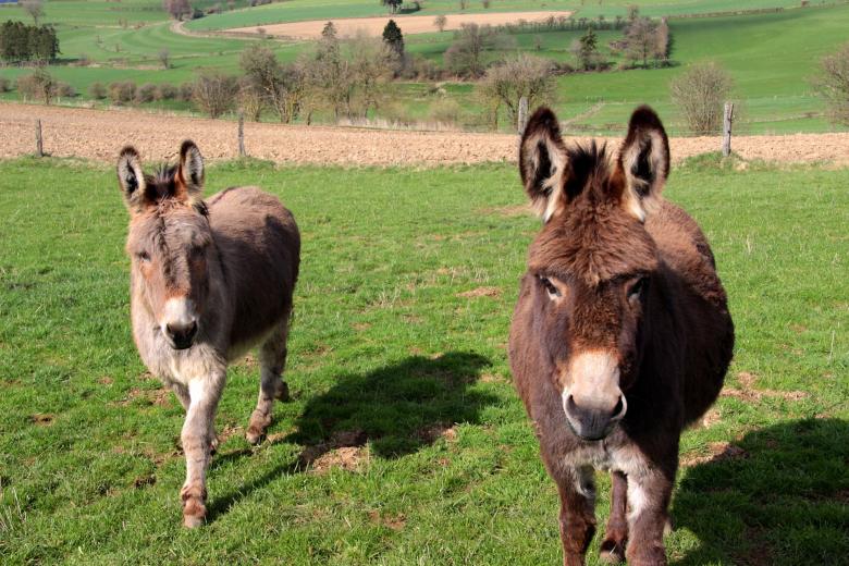 Free stock image of Donkeys in the Farm created by Pixabay