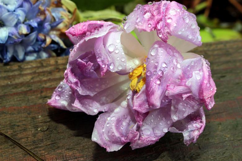 Free stock image of Blooming Flower created by Pixabay