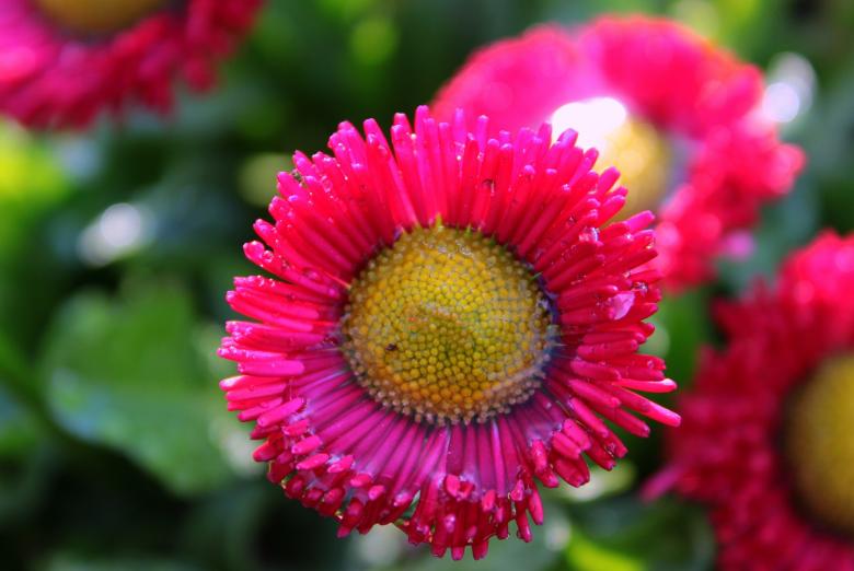 Free stock image of Geese Flower created by Pixabay