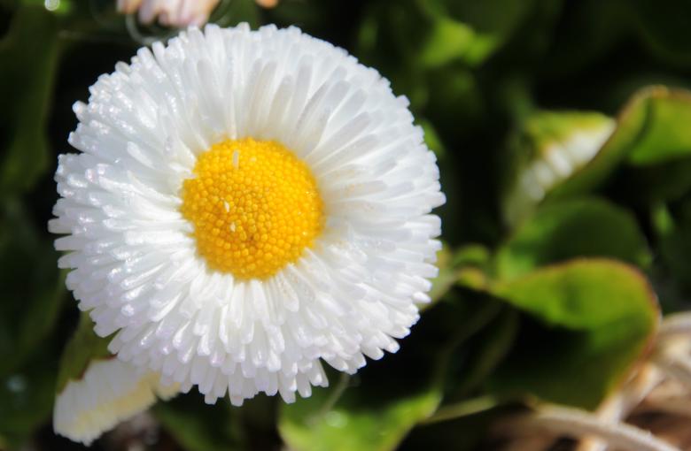 Free stock image of Geese Flower created by Pixabay
