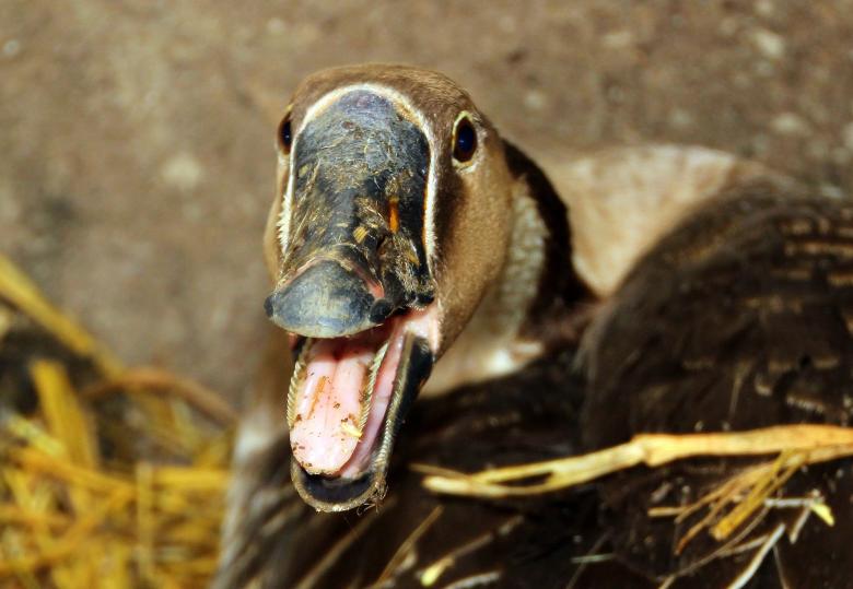 Free stock image of Wild Goose created by Pixabay