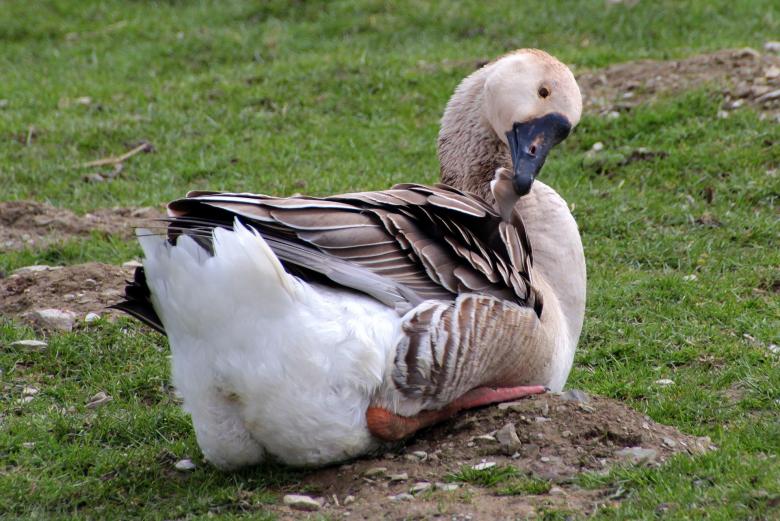 Free stock image of Wild Goose created by Pixabay