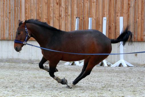 Free Stock Photo of Horse Stable 