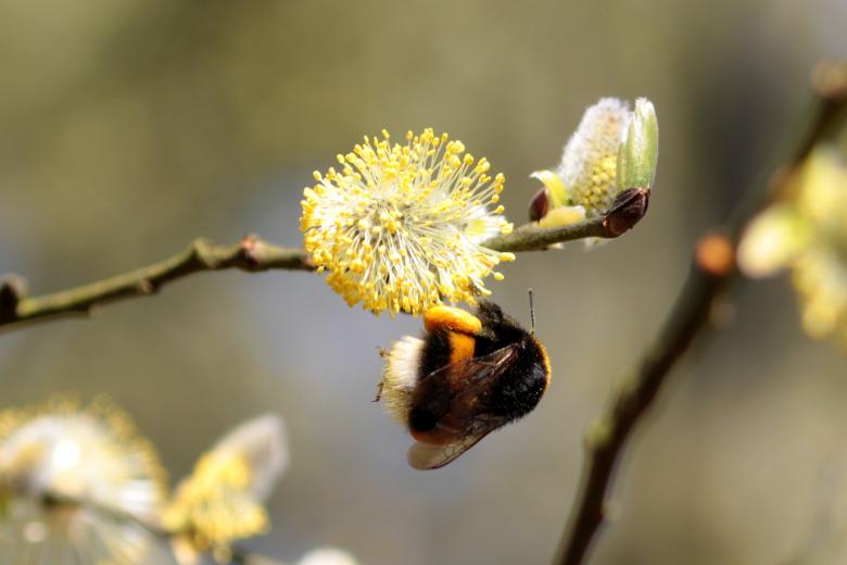 Free stock image of Hummel Bee in the Garden created by Pixabay
