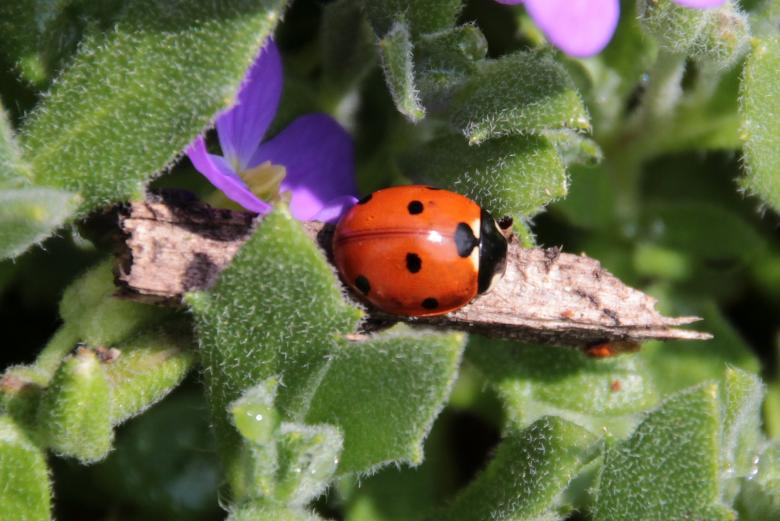Free stock image of Macro Ladybug created by Pixabay