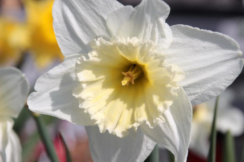 Free stock image of Fresh Narcissus created by Pixabay