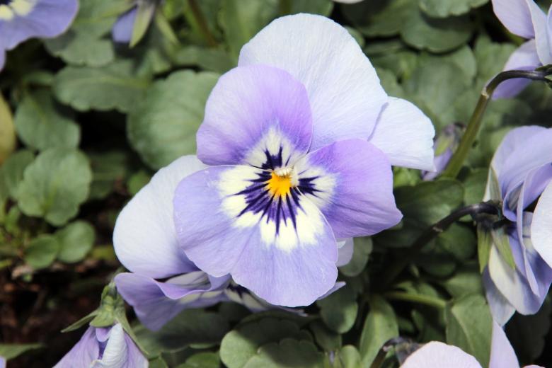 Free stock image of Fresh Pansy created by Pixabay