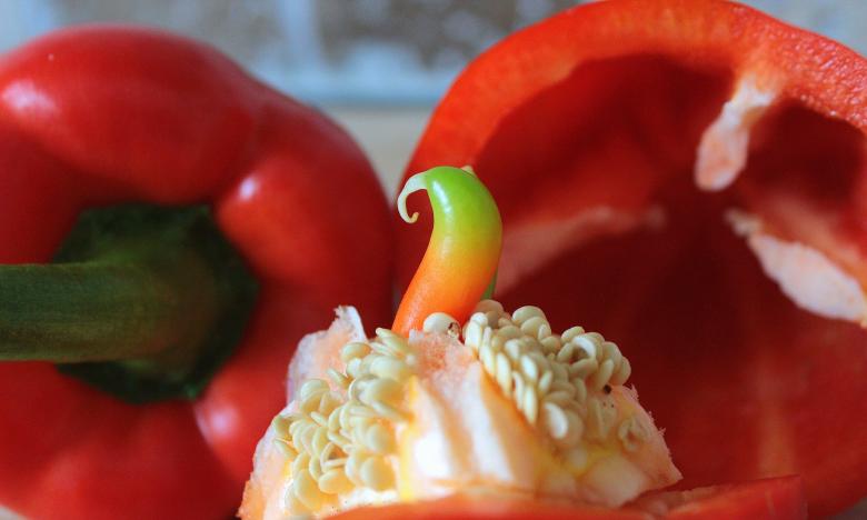 Free stock image of Macro Paprika created by Pixabay