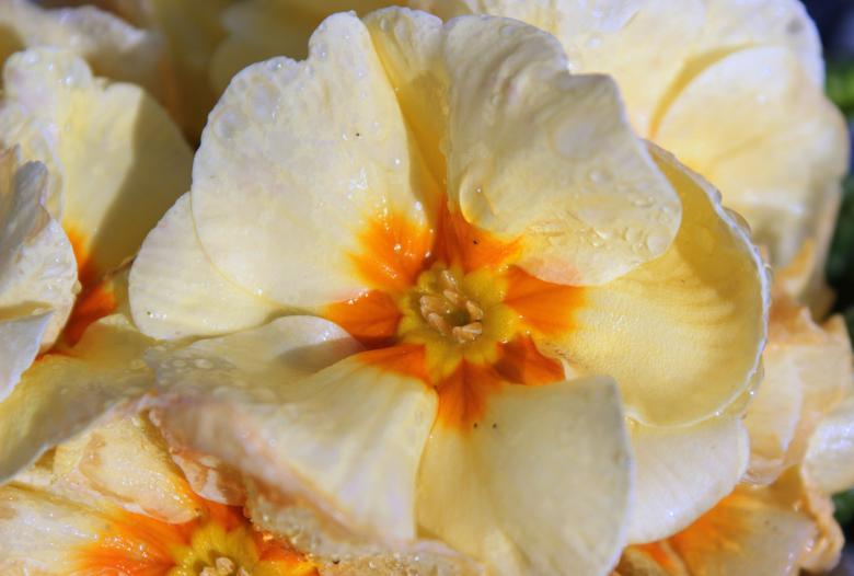 Free stock image of Fresh Primrose created by Pixabay