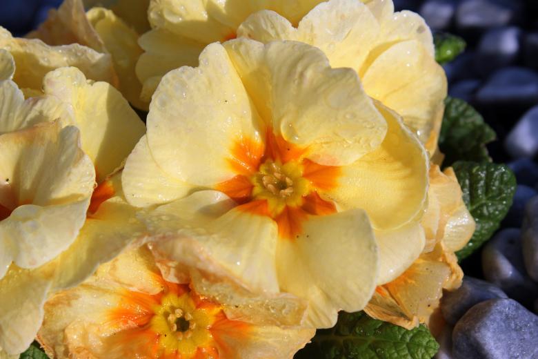 Free stock image of Fresh Primrose created by Pixabay