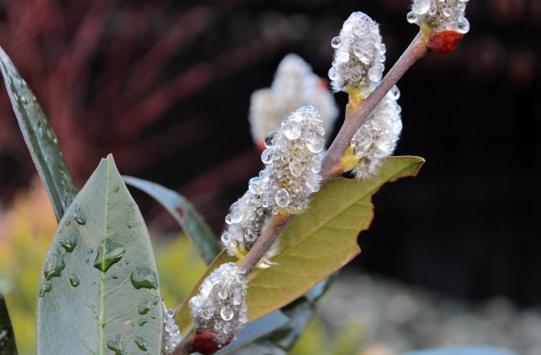 Free stock image of Pussy Willow with Droplets created by Pixabay