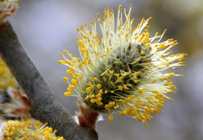 Free stock image of Pussy Willow created by Pixabay