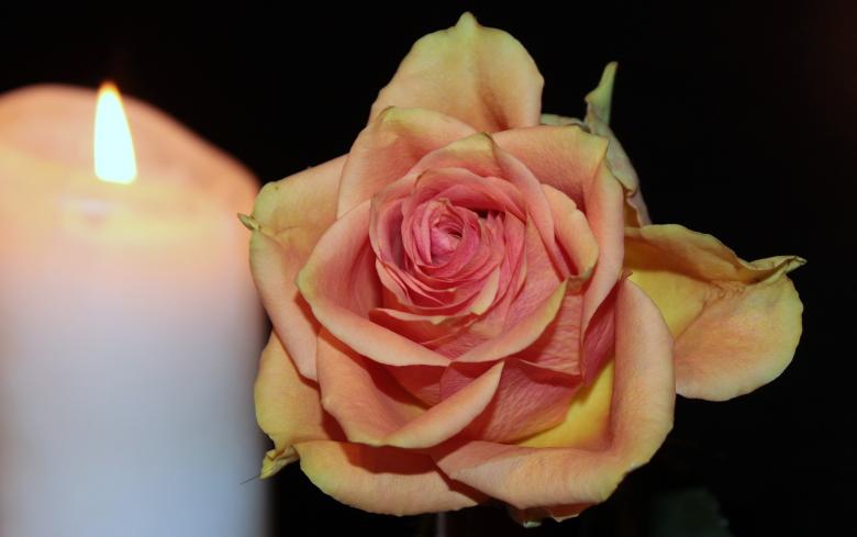 Free stock image of Blooming Rose and Candle created by Pixabay