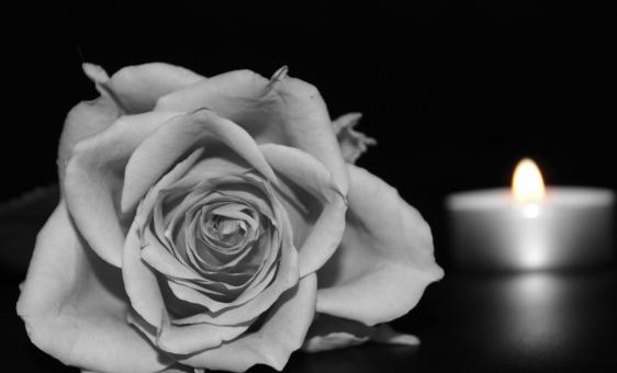 Free Stock Photo of Rose and a Candle