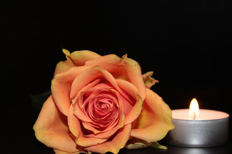 Free stock image of Blooming Rose created by Pixabay