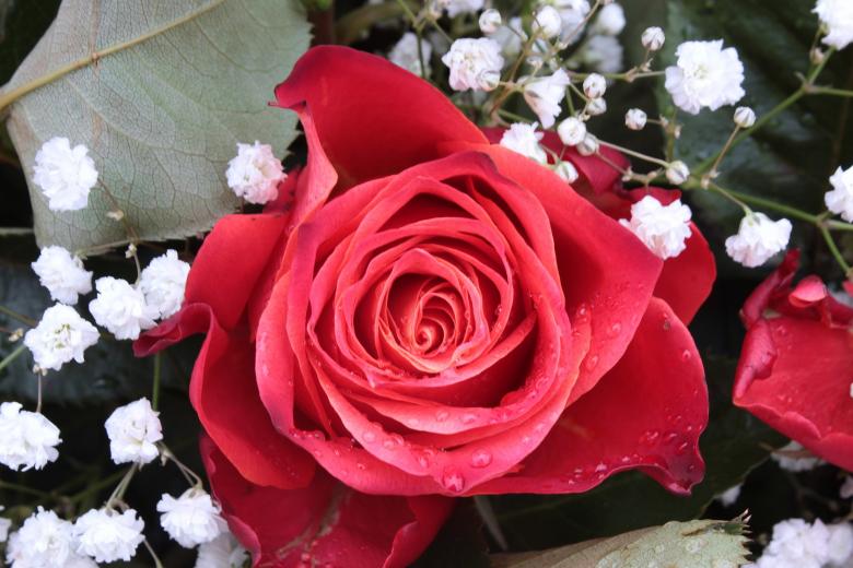 Free stock image of Blooming Red Rose created by Pixabay