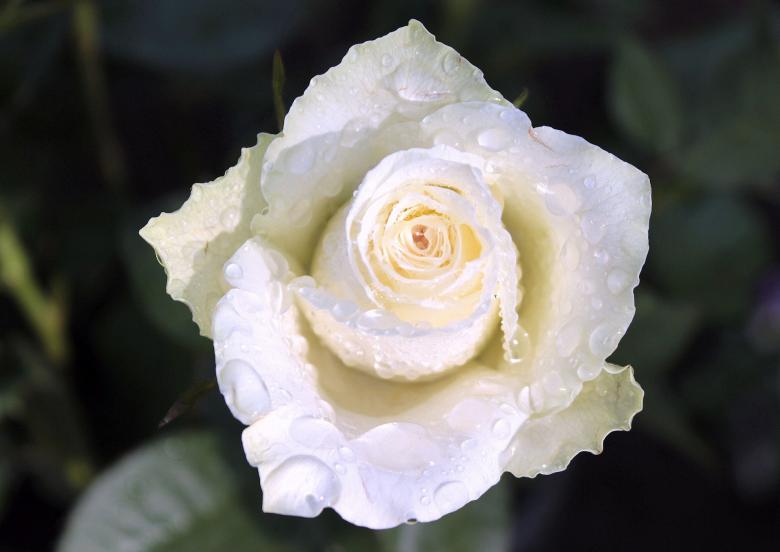 Free stock image of Blooming Rose created by Pixabay