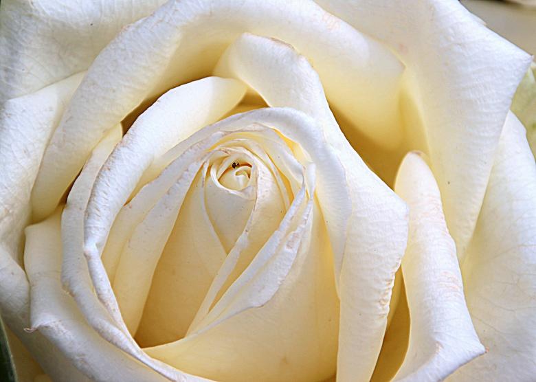 Free stock image of Blooming Rose created by Pixabay