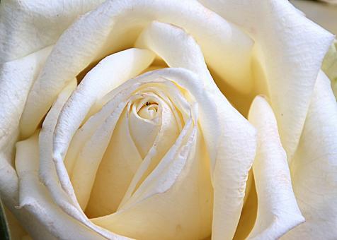 Free Stock Photo of Blooming Rose