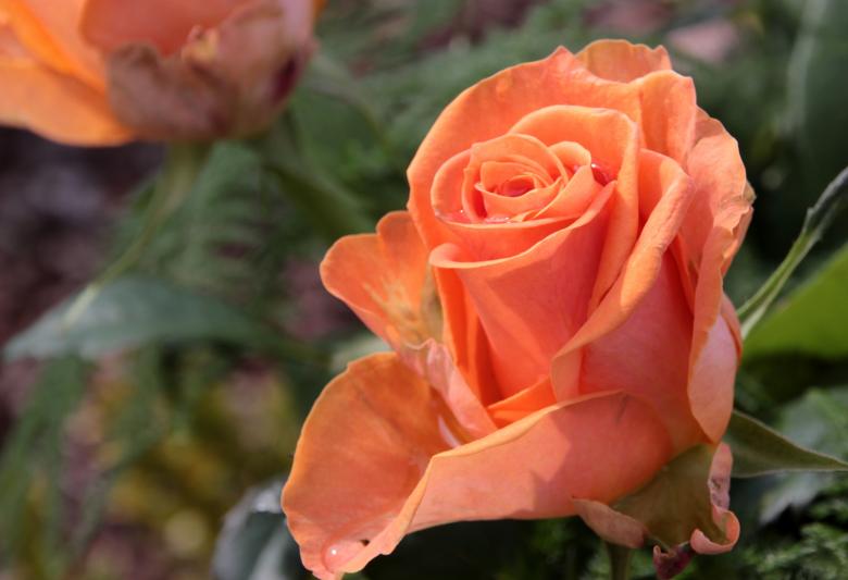 Free stock image of Blooming Rose created by Pixabay