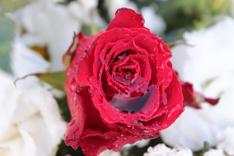 Free stock image of Fresh Rose created by Pixabay