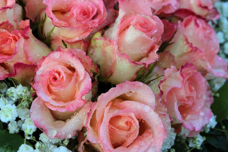 Free stock image of Wet Pink Roses created by Pixabay