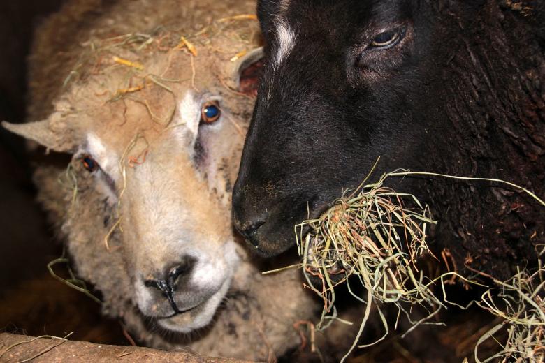Free stock image of Sheep Farm created by Pixabay
