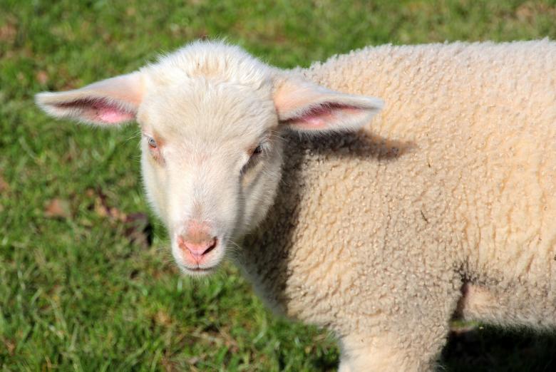 Free stock image of Sheep Farm created by Pixabay
