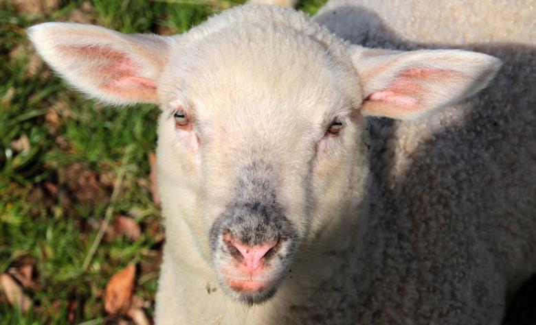 Free stock image of Sheep Farm created by Pixabay