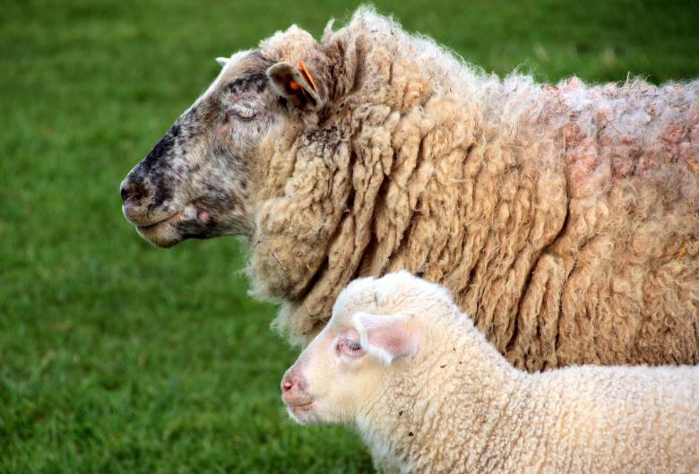 Free stock image of Sheep and Lamb created by Pixabay