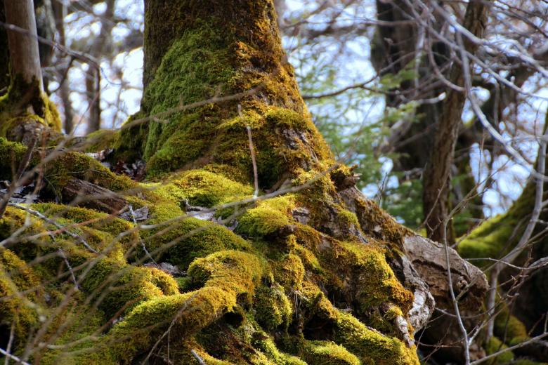 Free stock image of Wild Tree Roots created by Pixabay