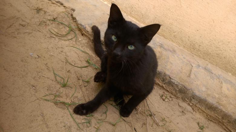 Free stock image of Black Cat created by balbir