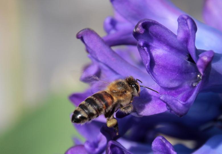 Free stock image of Bee in the Garden created by Pixabay